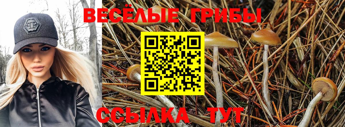 Галлюциногенные грибы GOLDEN TEACHER  Псилоцибиновые грибы Psilocybe  Москва  Вход с VPN 